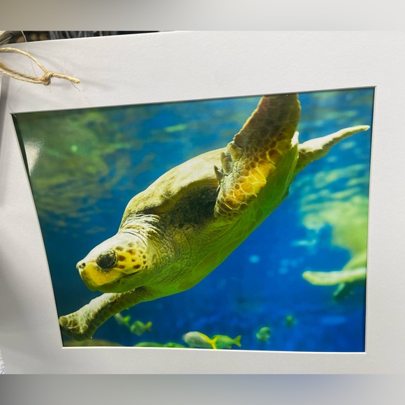 California Sea Turtle photograph - Picture 3 of 3